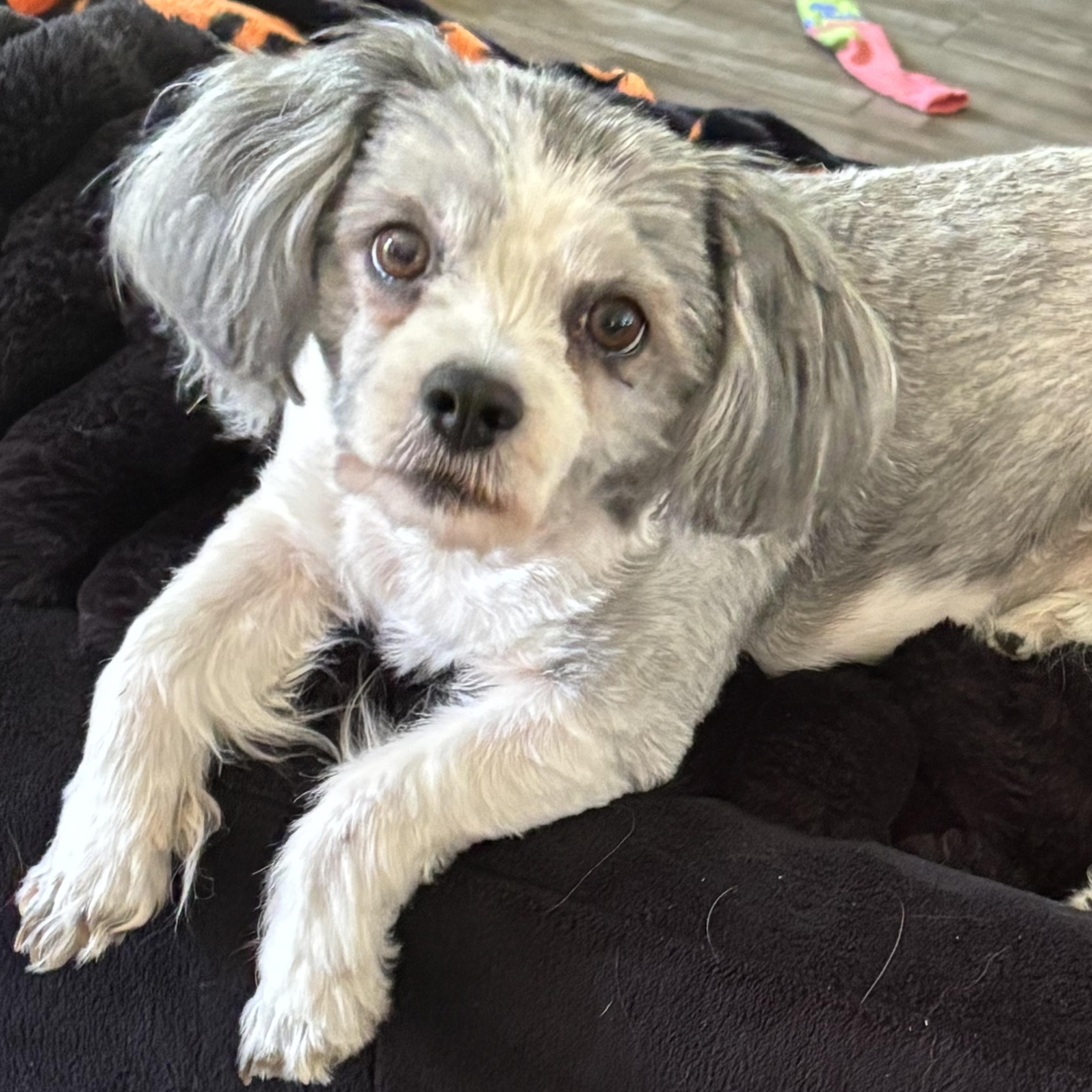 Enlarge Godiva, a Adoptable Shih Tzu in NASHUA, NH image 3/5
