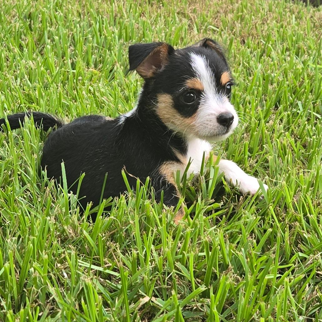 Danny, Adoptable, Puppy Male Chihuahua & Terrier.