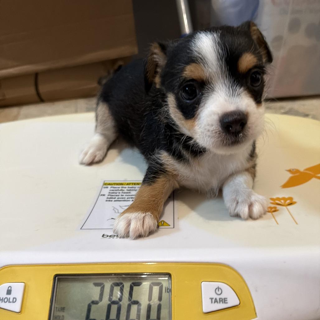 Enlarge Danny, a Adoptable mixed breed in Montgomery, TX image 3/6