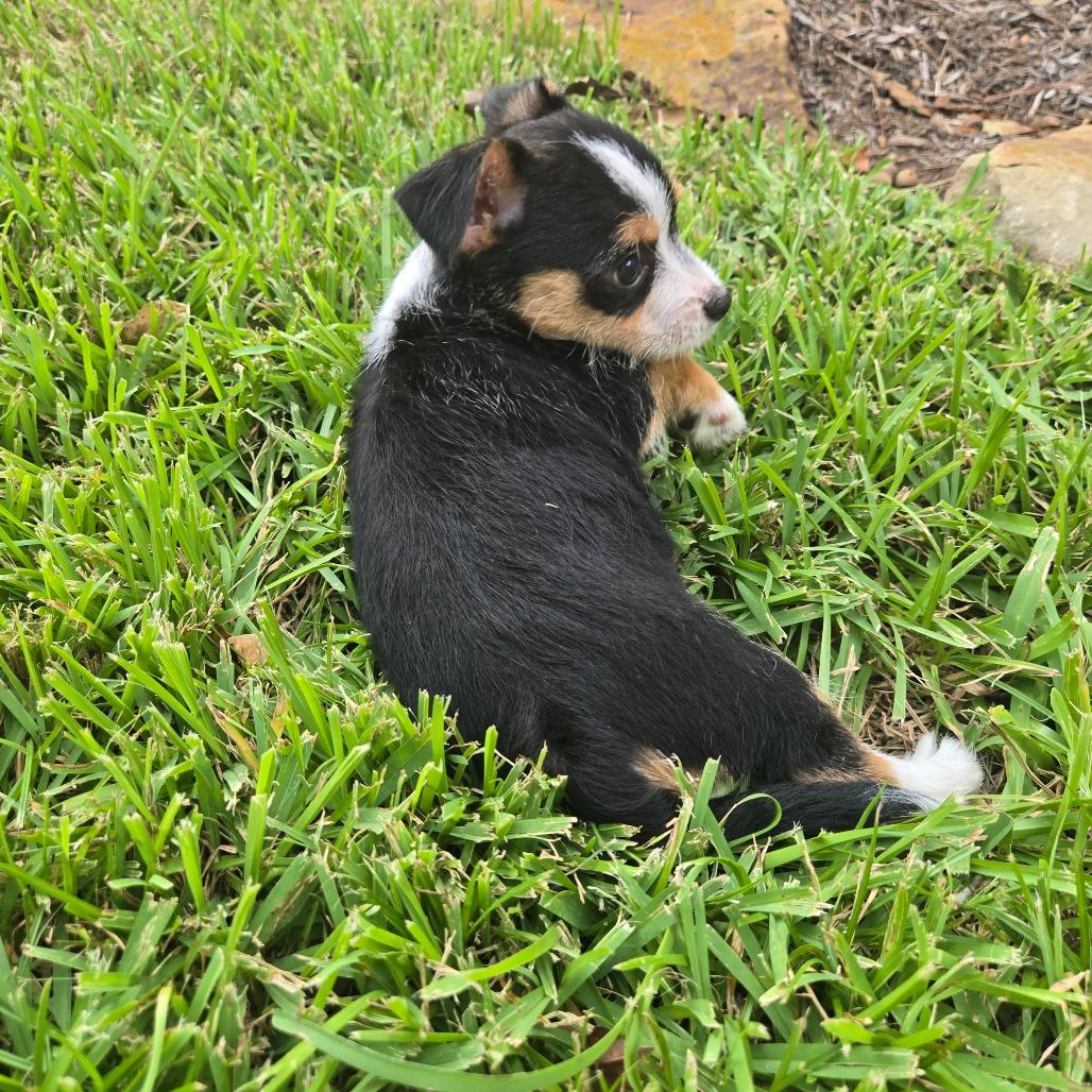 Enlarge Danny, a Adoptable mixed breed in Montgomery, TX image 4/6