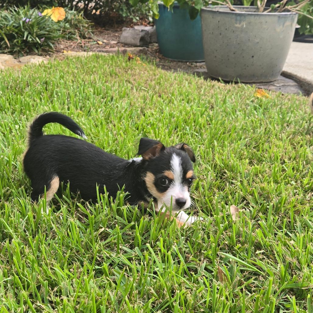 Enlarge Danny, a Adoptable mixed breed in Montgomery, TX image 5/6