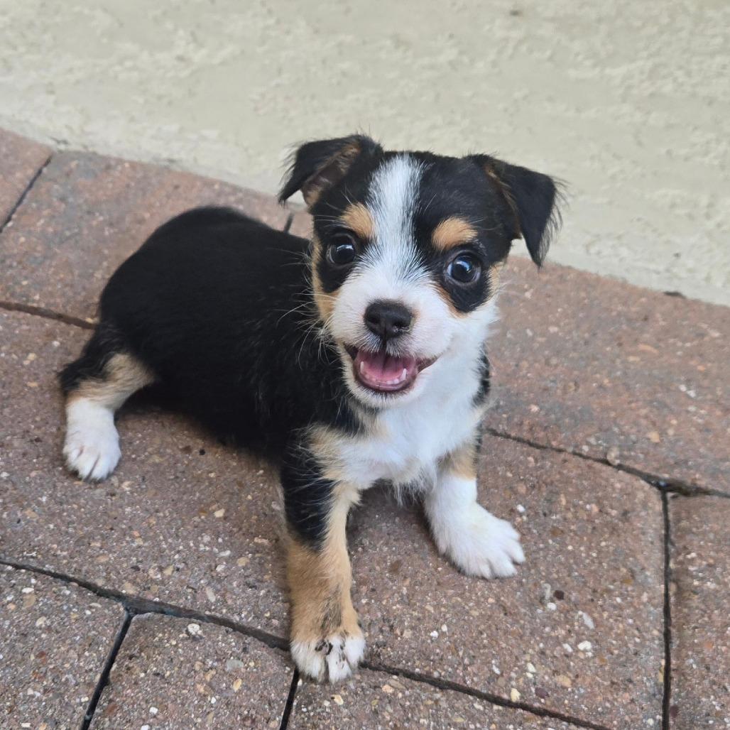 Enlarge Danny, a Adoptable mixed breed in Montgomery, TX image 6/6