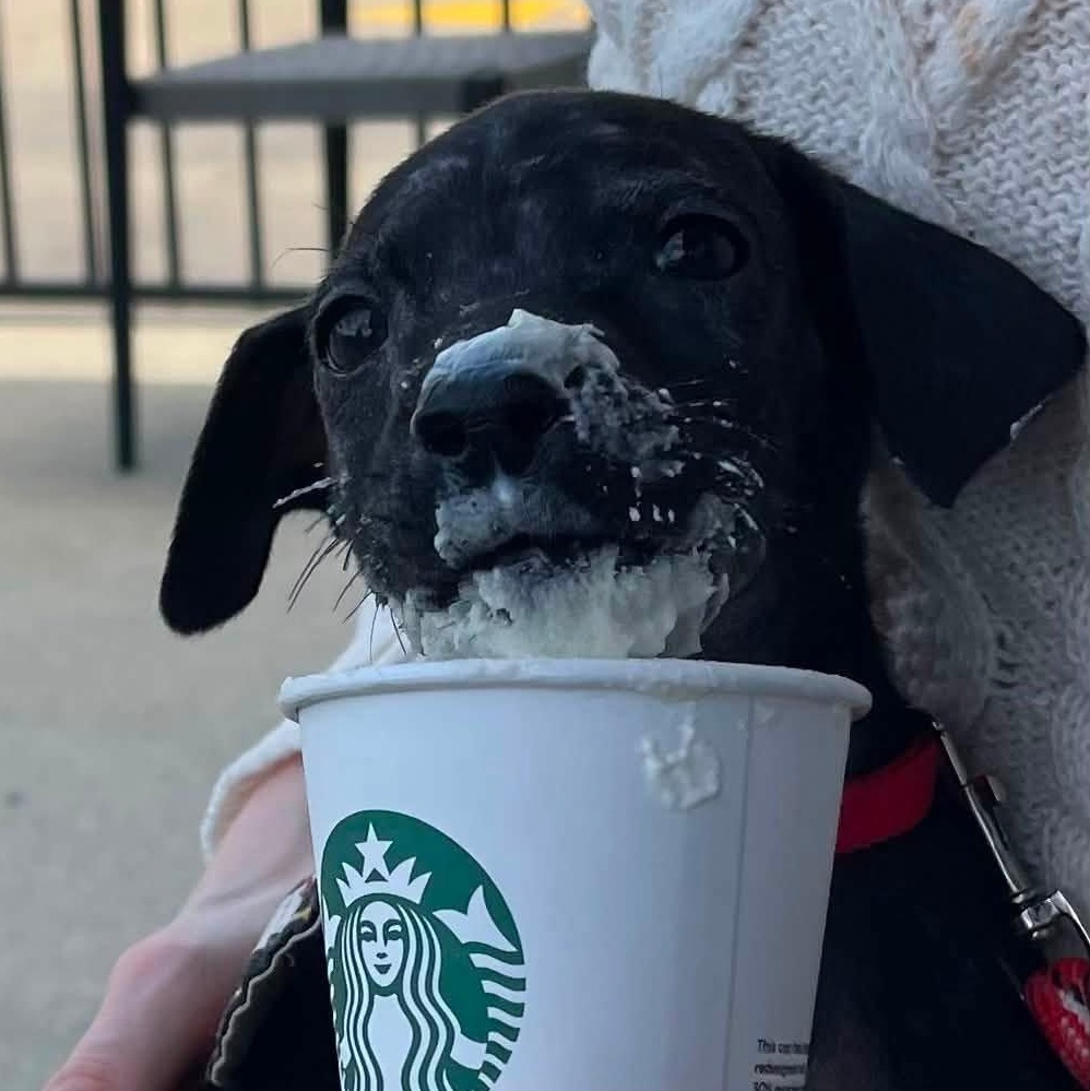 Dopey, Adopted, Puppy Male Mixed Breed.