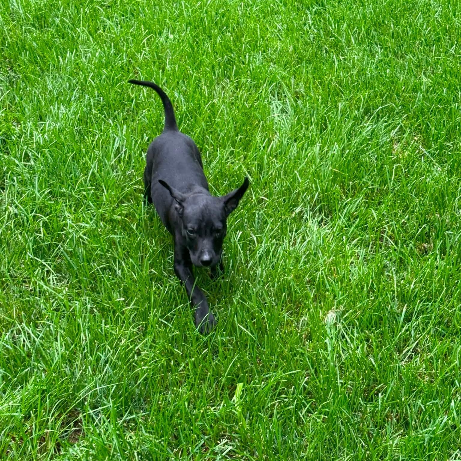 Enlarge Dopey, a Adopted Mixed Breed in Alma, MI image 3/4
