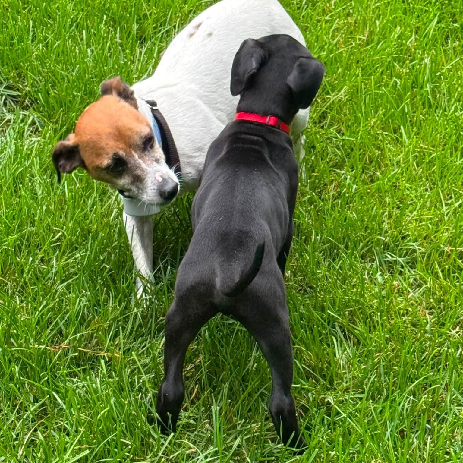 Enlarge Dopey, a Adopted Mixed Breed in Alma, MI image 4/4