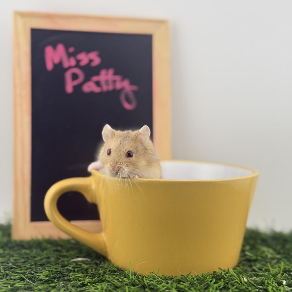 Miss Patty, Adoptable, Adult Female Dwarf Hamster.