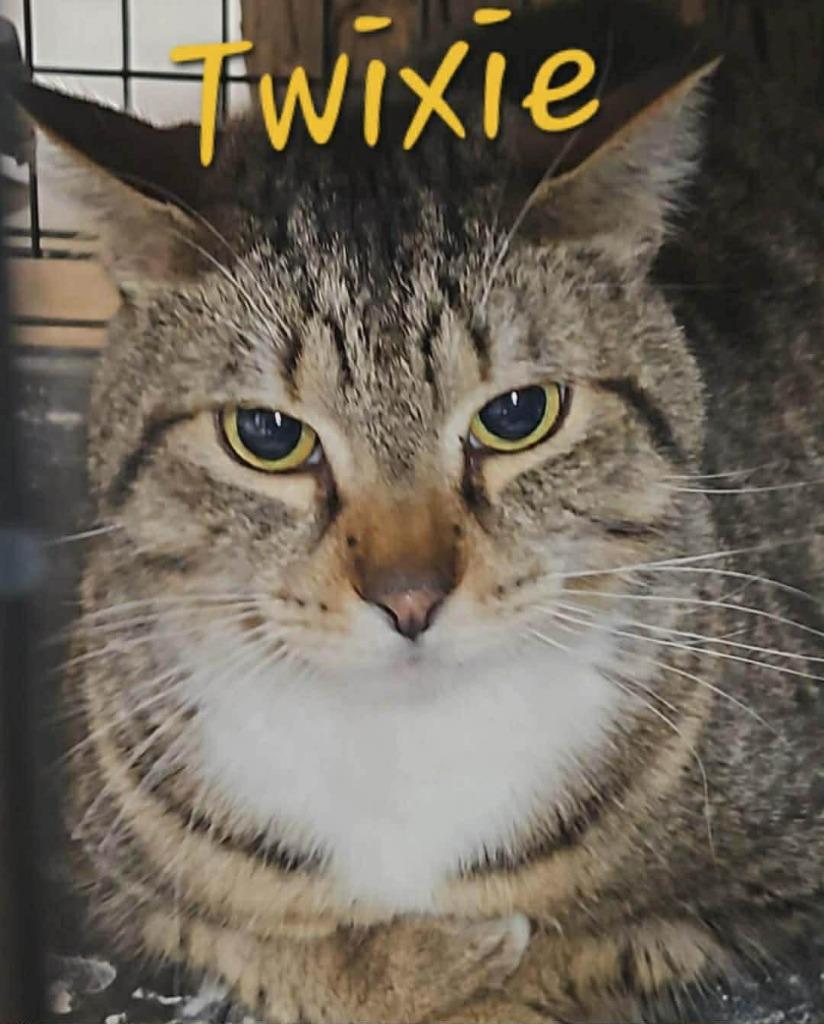 Enlarge Twixie, a Adoptable Domestic Short Hair in Cloquet, MN image 1/1