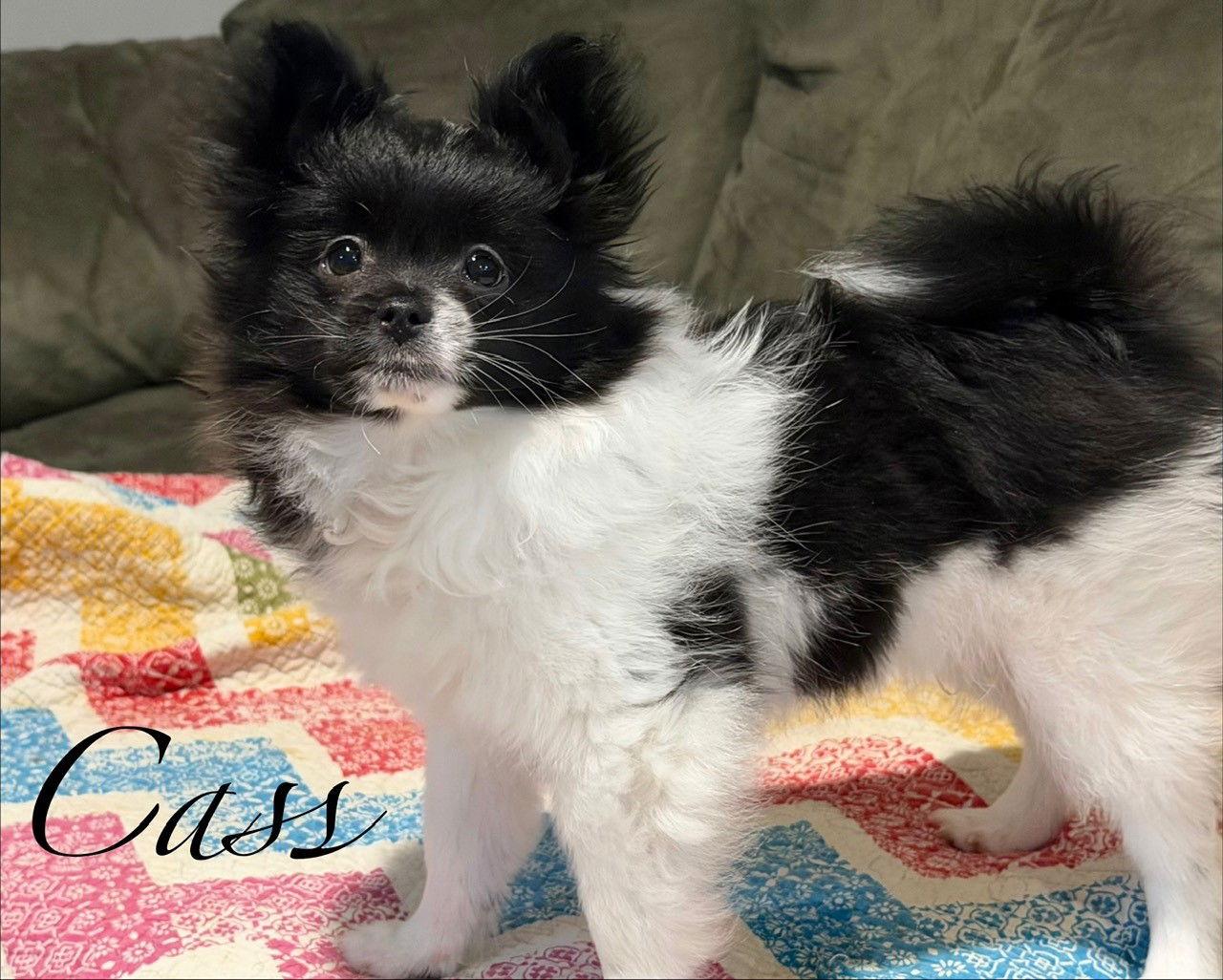 Enlarge Cass, a Adopted mixed breed in Topeka, KS image 1/1