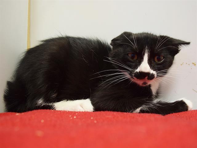BRIEANNA, Adoptable, Kitten Female Domestic Short Hair.
