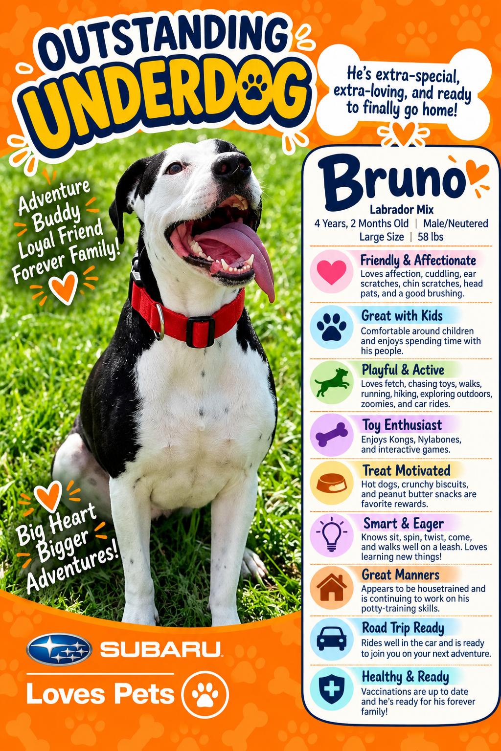 Enlarge Bruno, a Adoptable American Bulldog in Winter Haven, FL image 1/6