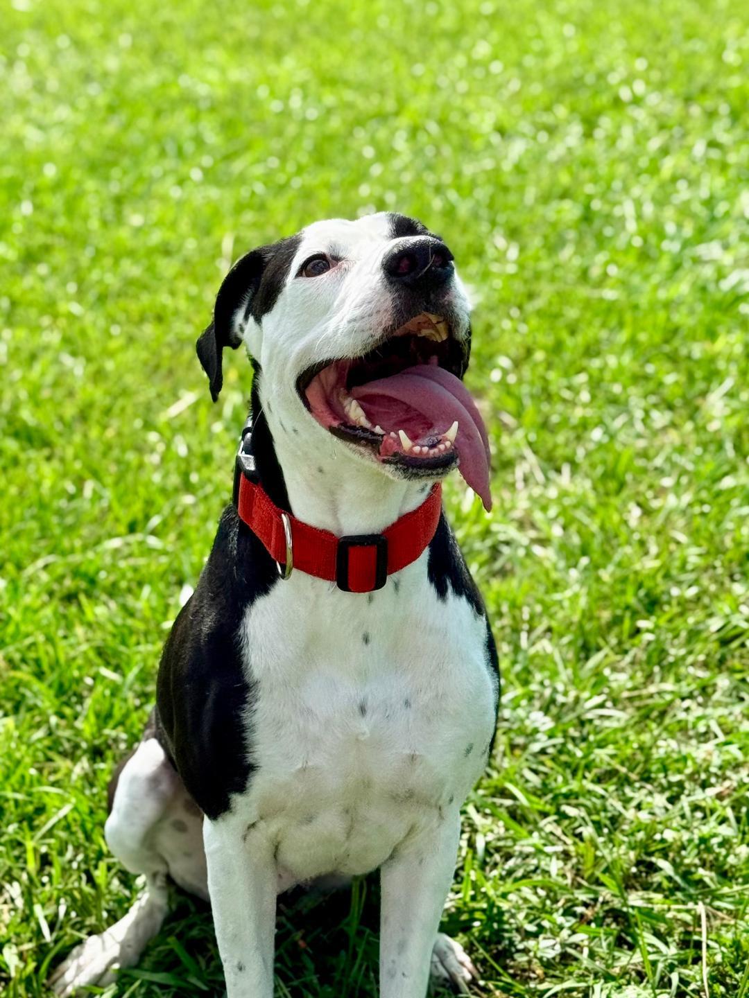 Enlarge Bruno, a ADOPTABLE American Bulldog in Winter Haven, FL image 1/5