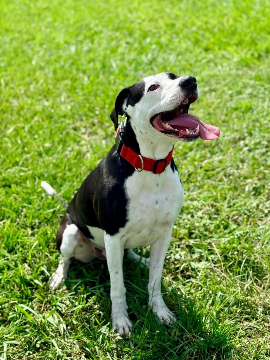 Enlarge Bruno, a ADOPTABLE American Bulldog in Winter Haven, FL image 4/5