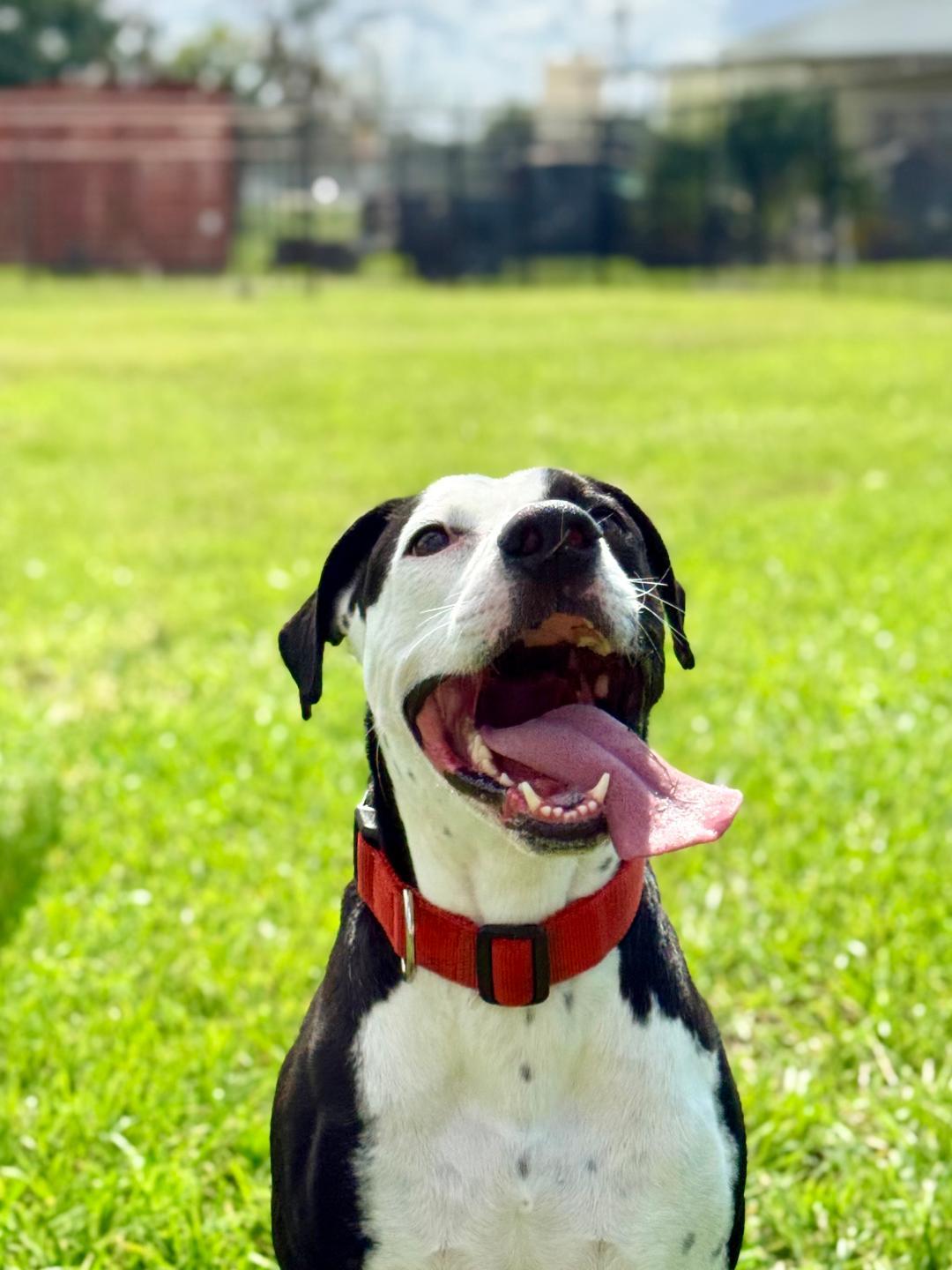 Enlarge Bruno, a ADOPTABLE American Bulldog in Winter Haven, FL image 3/5