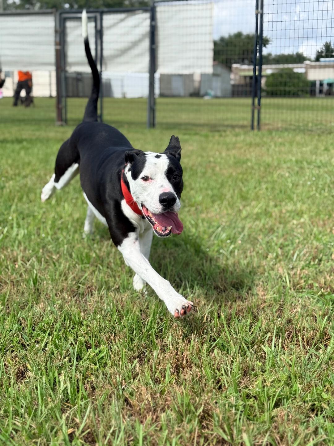 Enlarge Bruno, a ADOPTABLE American Bulldog in Winter Haven, FL image 2/5