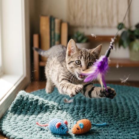 Enlarge Tobby, a ADOPTABLE American Bobtail in Union City, NJ image 2/5