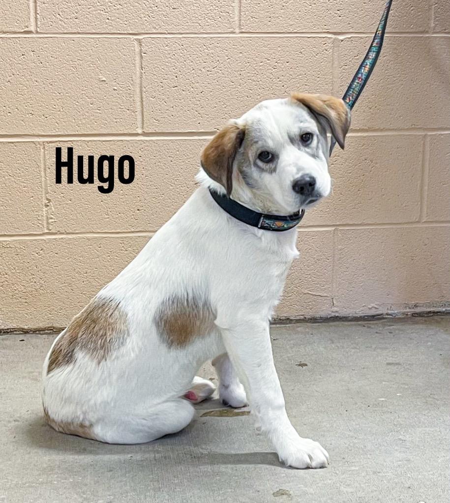 Hugo, Adoptable, Puppy Male Labrador Retriever & Great Pyrenees.