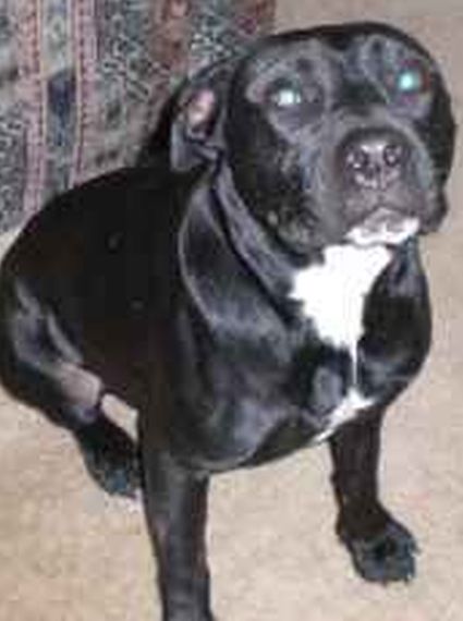 Bailey Boy, a Adoptable mixed breed in Floresville, TX image 1/3