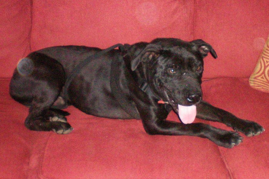 Bailey Boy, a Adoptable mixed breed in Floresville, TX image 2/3