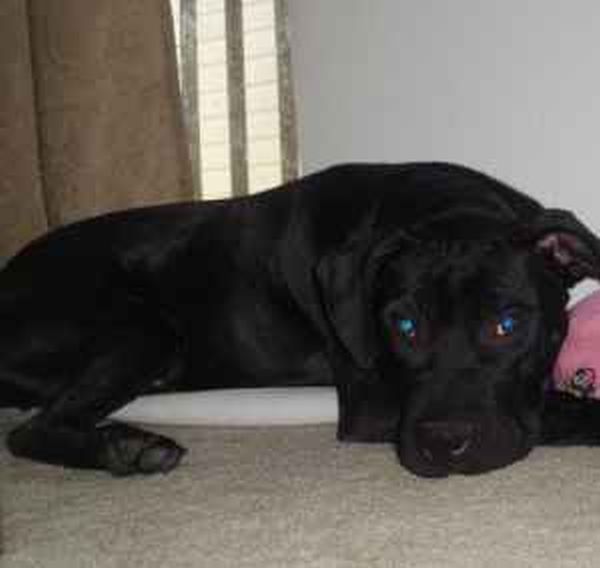Bailey Boy, a Adoptable mixed breed in Floresville, TX image 3/3