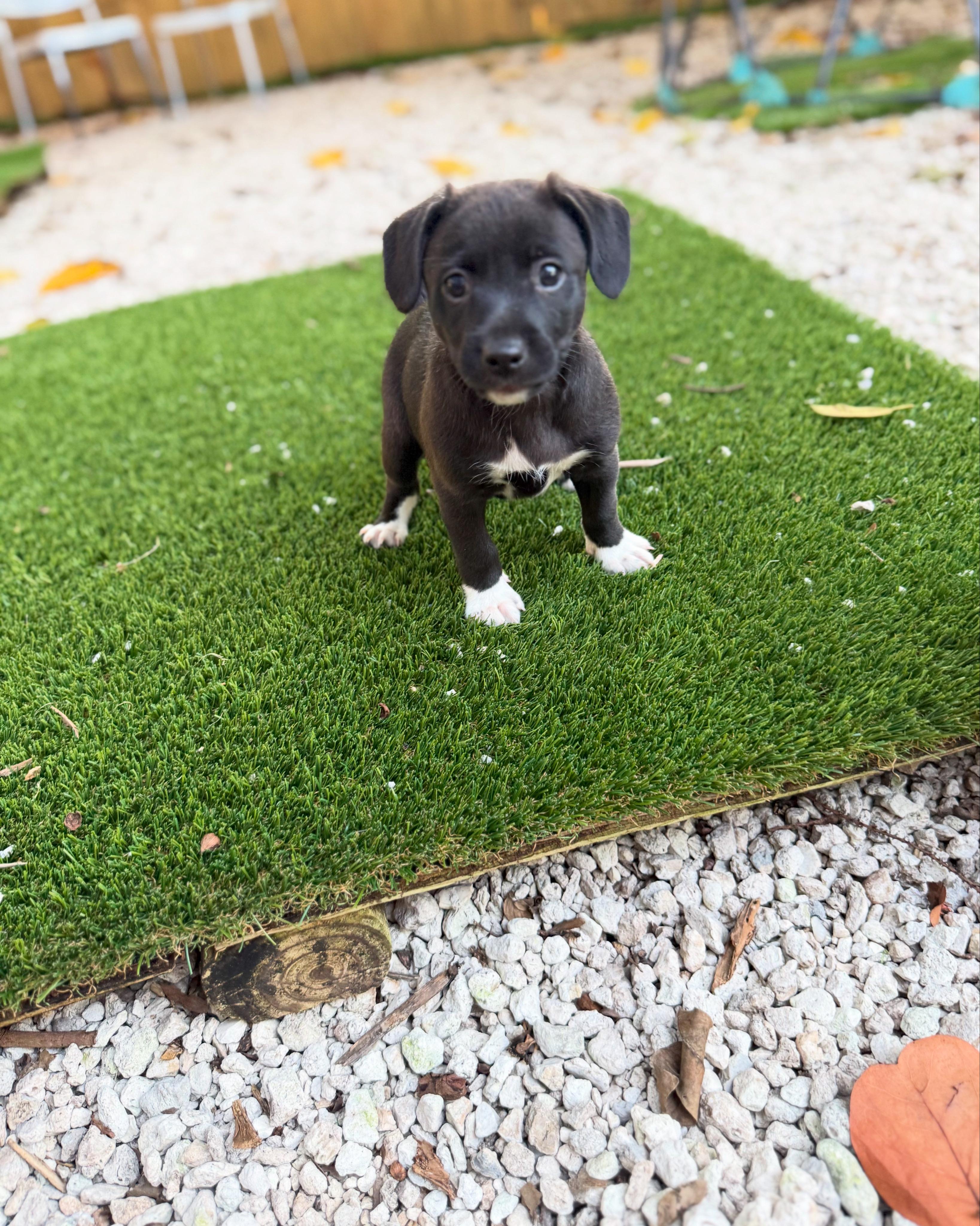 Enlarge Sammy, a ADOPTABLE mixed breed in Miami, FL image 1/1