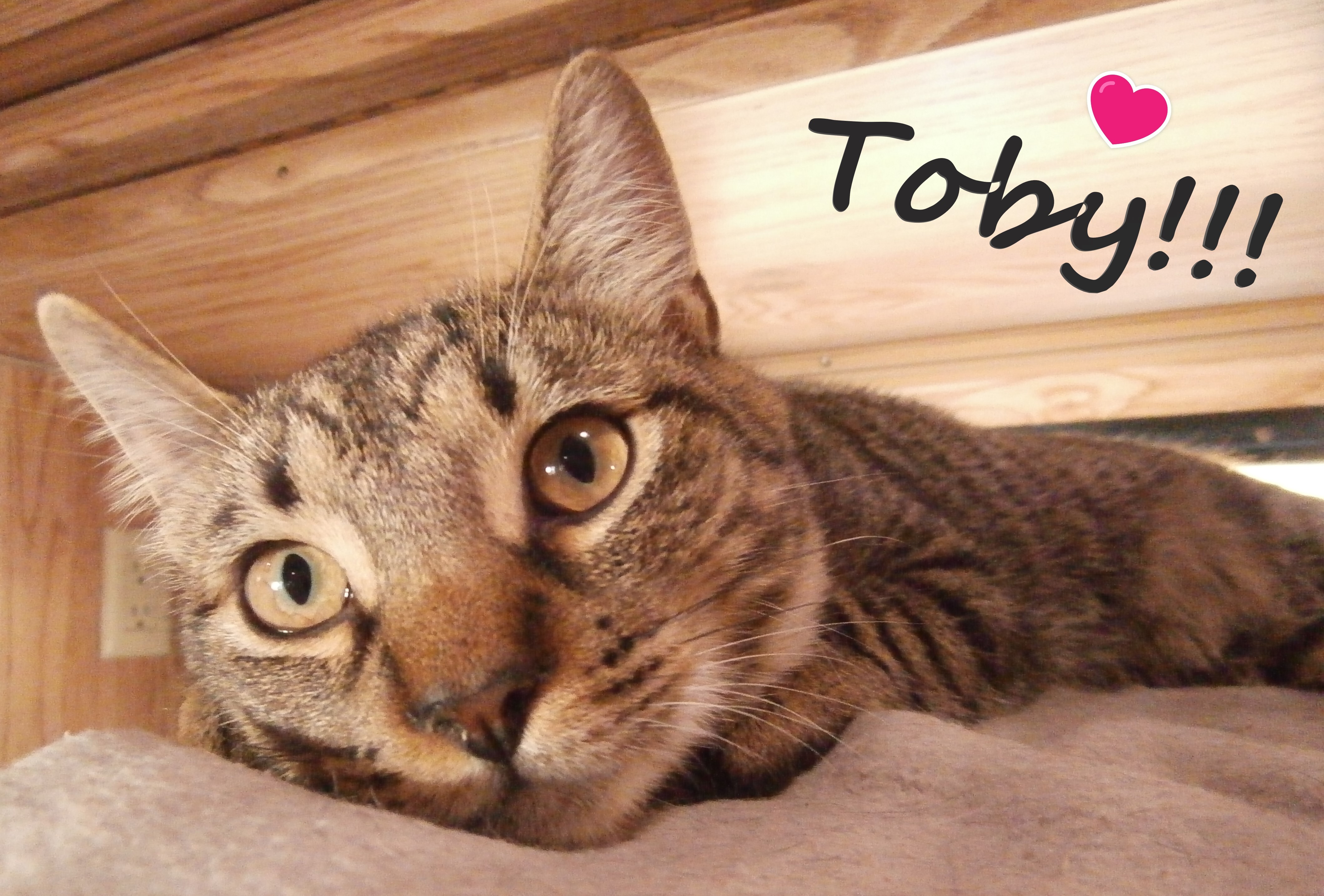 Toby, Adoptable, Adult Female Domestic Short Hair & Tabby.