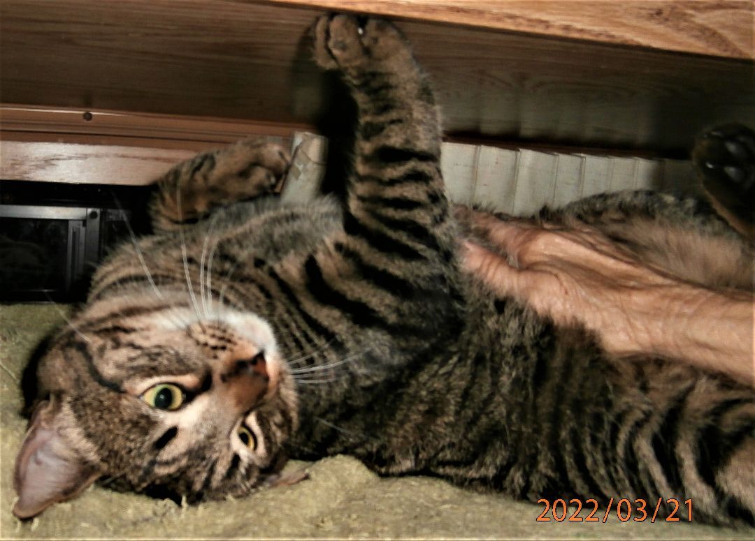 Enlarge Toby, a Adoptable mixed breed in Los Angeles, CA image 2/10