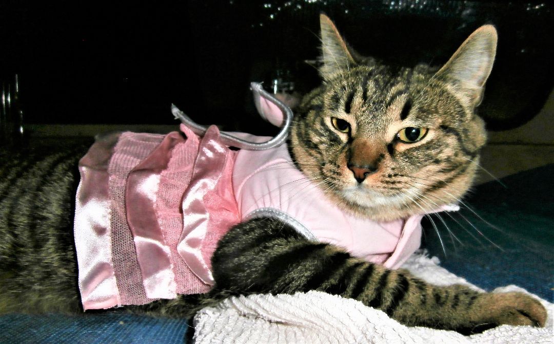 Enlarge Toby, a Adoptable mixed breed in Los Angeles, CA image 3/10