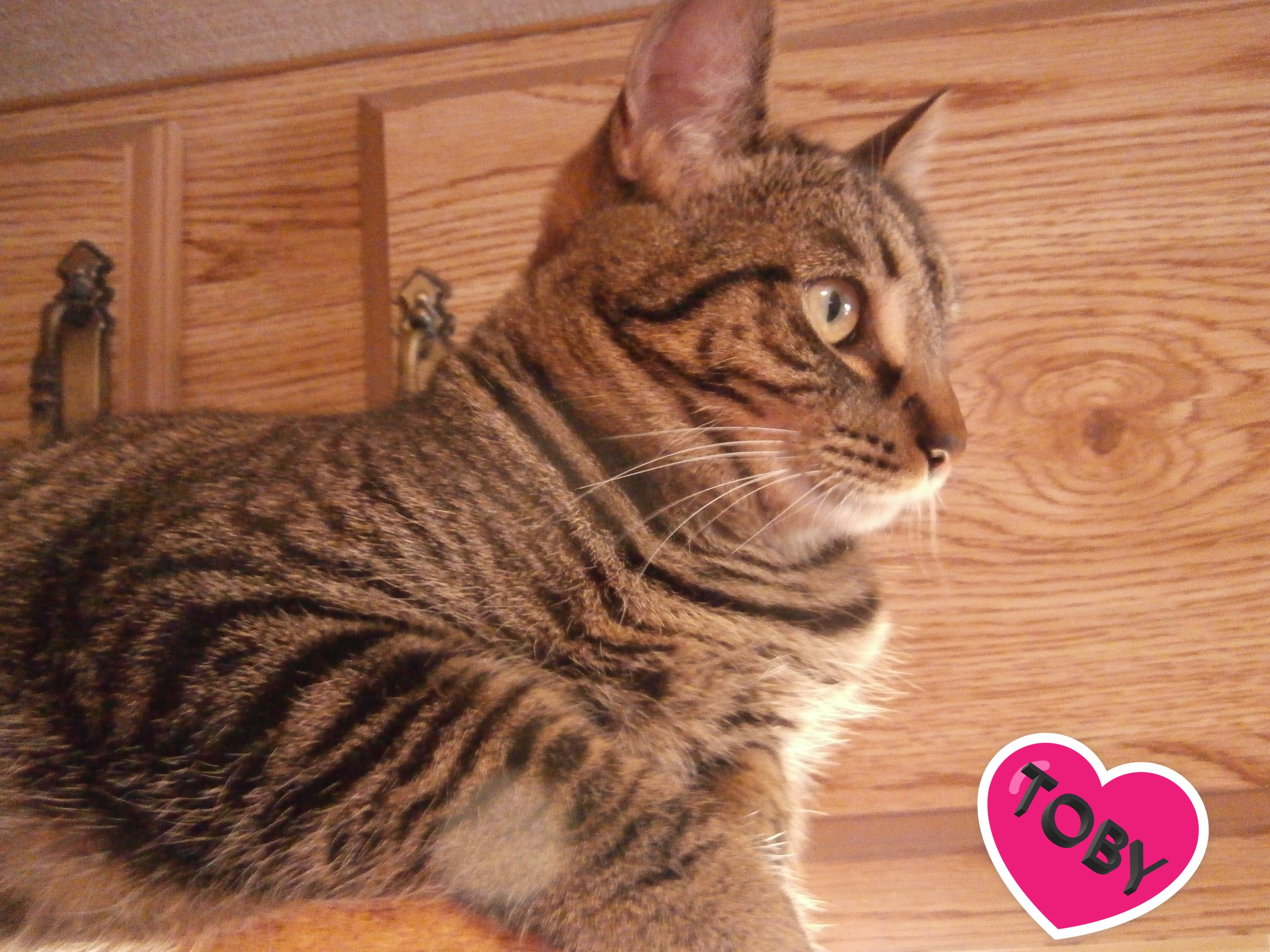 Enlarge Toby, a Adoptable mixed breed in Los Angeles, CA image 4/10