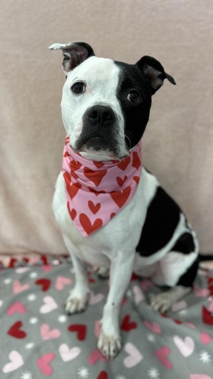 Olive, a Adoptable mixed breed in Valley View, OH image 1/3