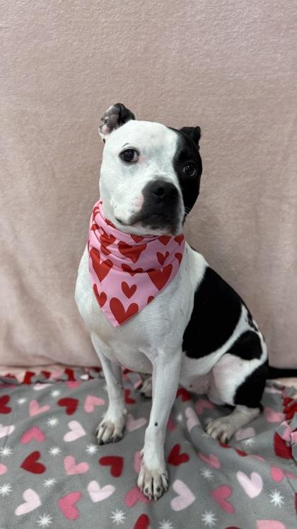 Olive, a Adoptable mixed breed in Valley View, OH image 2/3