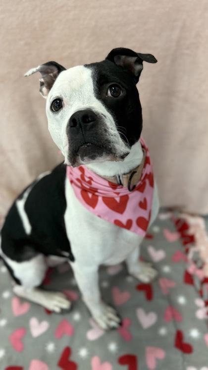 Olive, a Adoptable mixed breed in Valley View, OH image 3/3