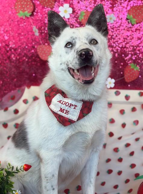 Enlarge CAPTAIN, a Adoptable mixed breed in Fairfield, CA image 1/1