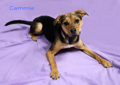 Cammie, Adoptable, Adult Female Hound & Mixed Breed.