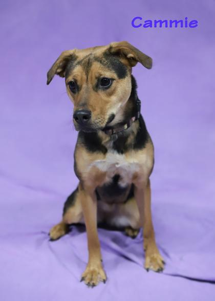 Enlarge Cammie, a Adoptable mixed breed in Parma, OH image 2/3