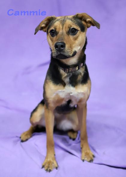 Enlarge Cammie, a Adoptable mixed breed in Parma, OH image 3/3