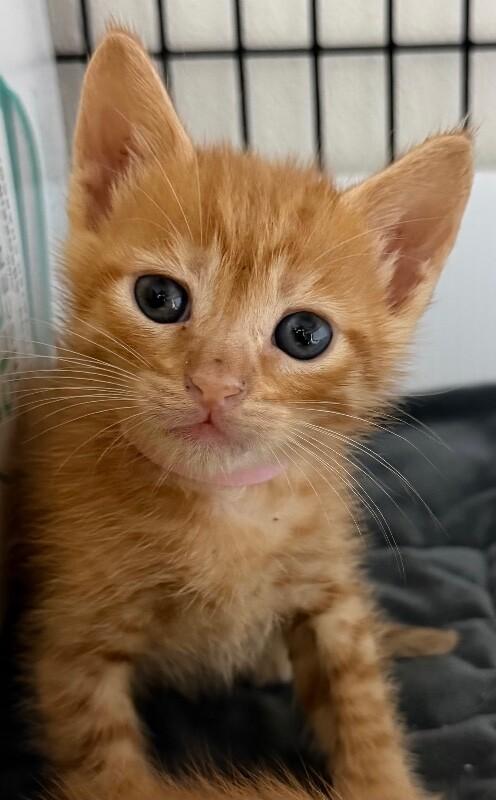 Nigel Uno, Adoptable, Young Male Domestic Short Hair.