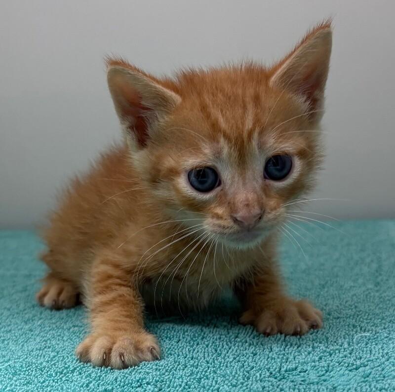 Enlarge Nigel Uno, a Adoptable Domestic Short Hair in Katy, TX image 2/2