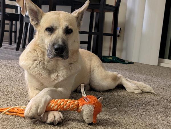 Goldie, Adoptable, Adult Female Shepherd.