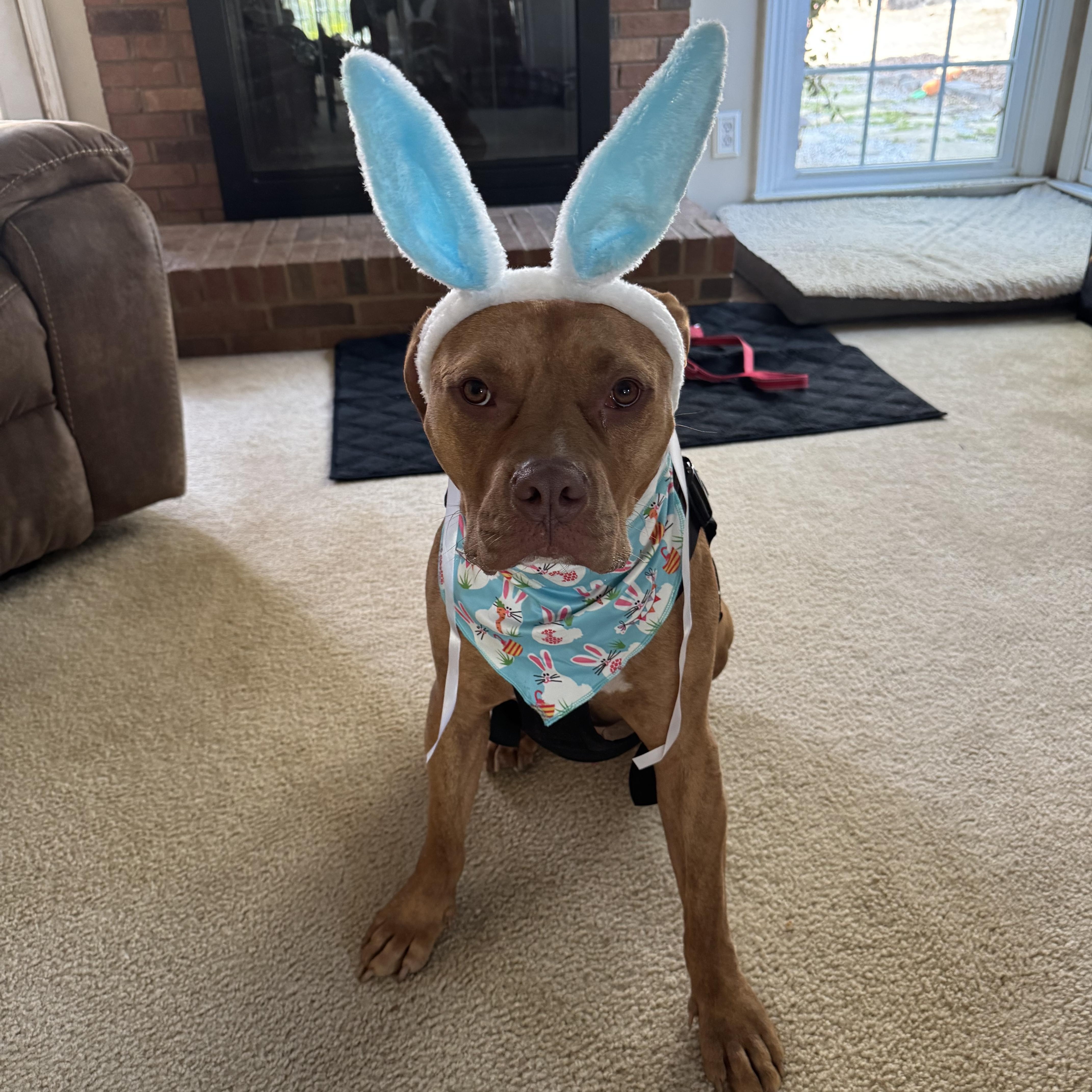 Valor, a Adopted American Bully in Charlotte, NC image 1/5