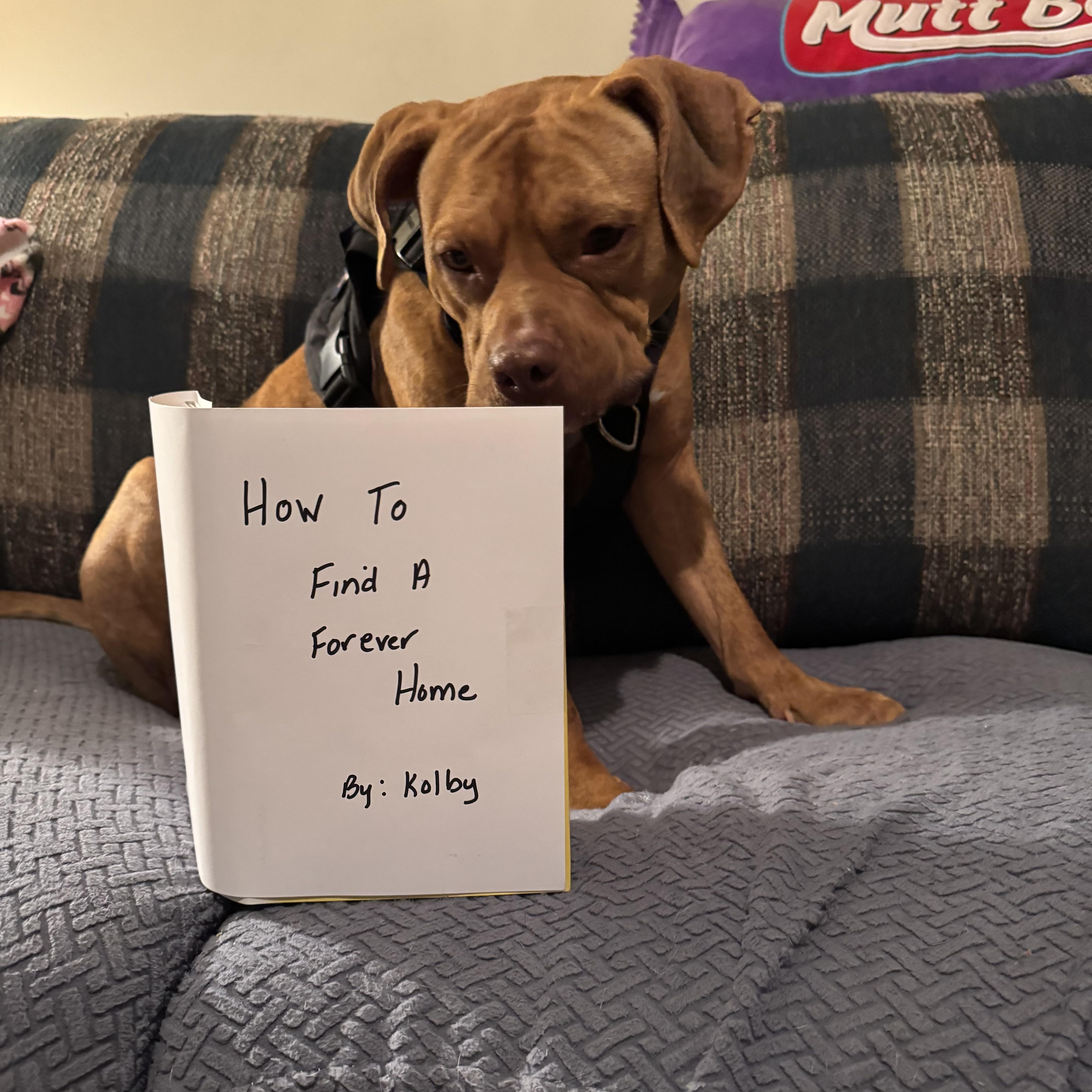 Valor, a Adopted American Bully in Charlotte, NC image 2/5