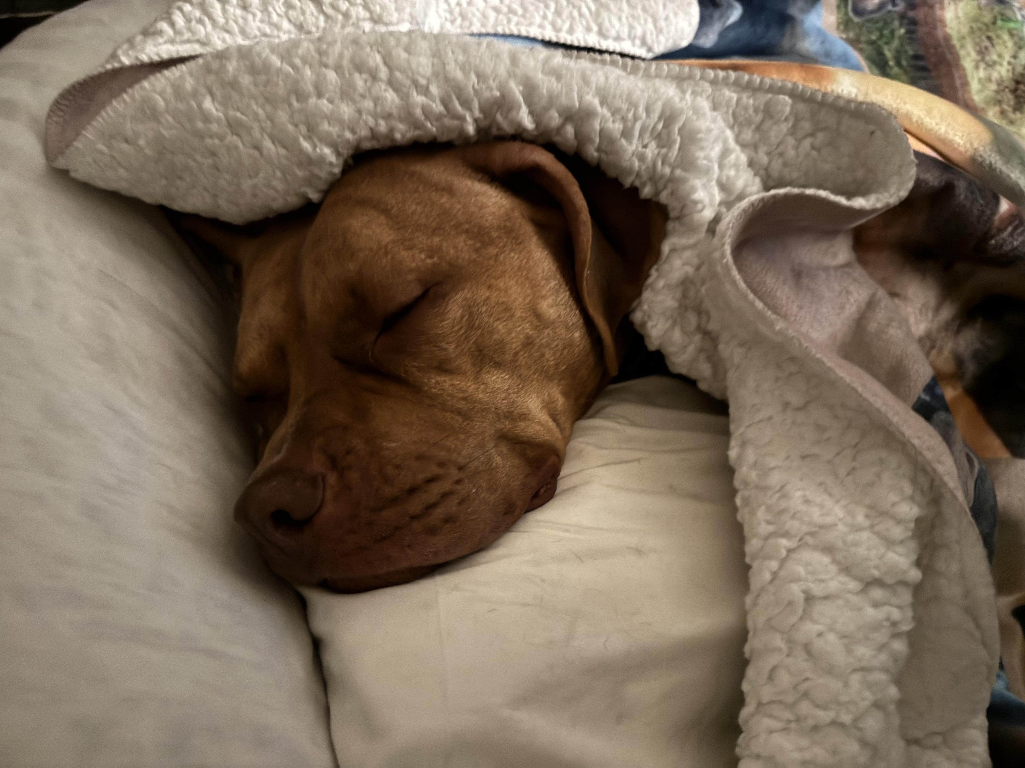 Valor, a Adopted American Bully in Charlotte, NC image 3/5