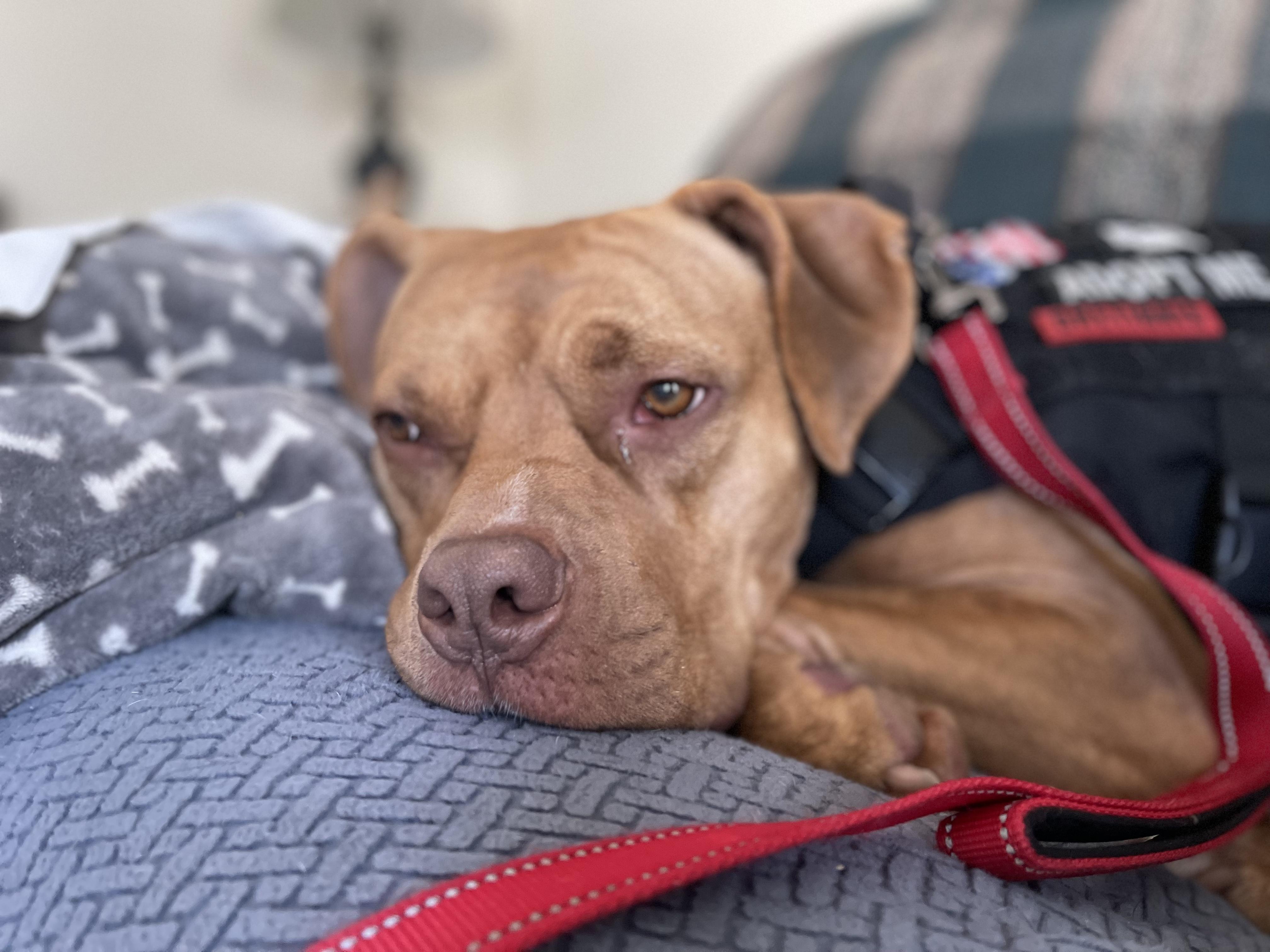 Valor, a Adopted American Bully in Charlotte, NC image 4/5