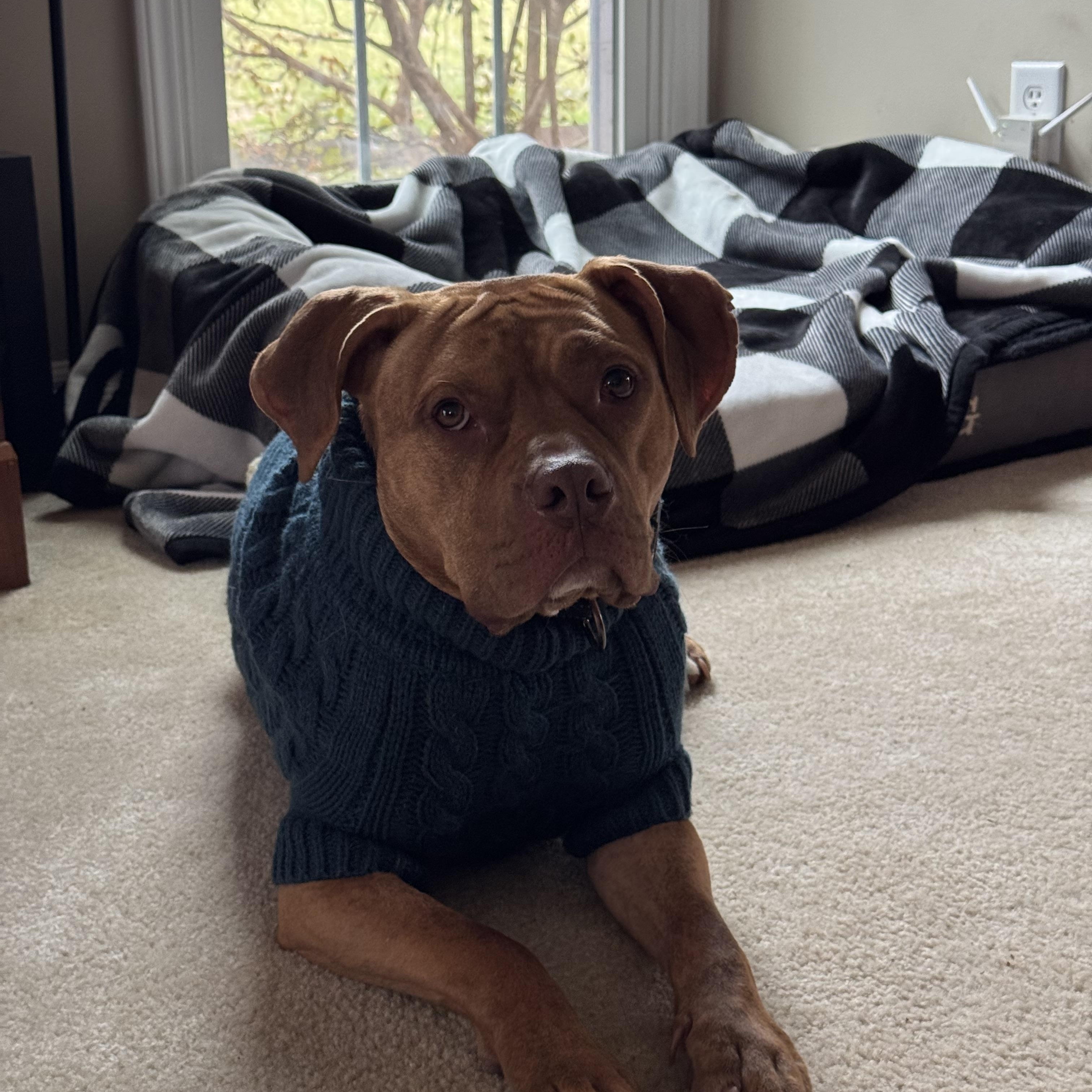 Valor, a Adopted American Bully in Charlotte, NC image 5/5