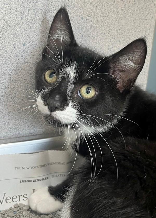 Enlarge Chaos, a Adoptable mixed breed in Skillman, NJ image 1/1