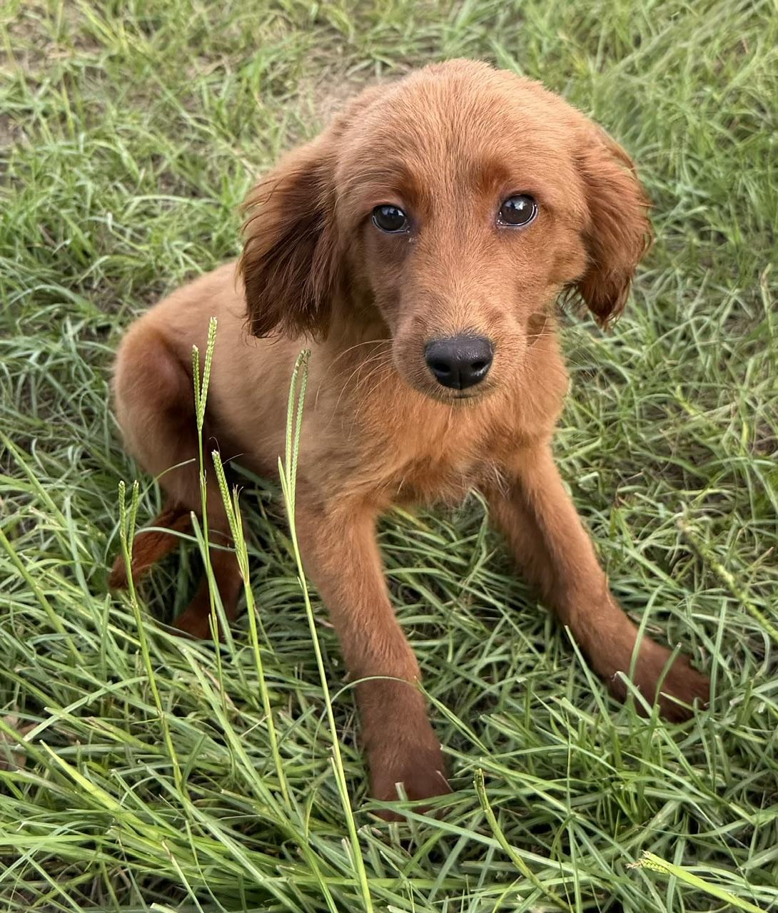 Nathan, Adoptable, Young Male Labradoodle.