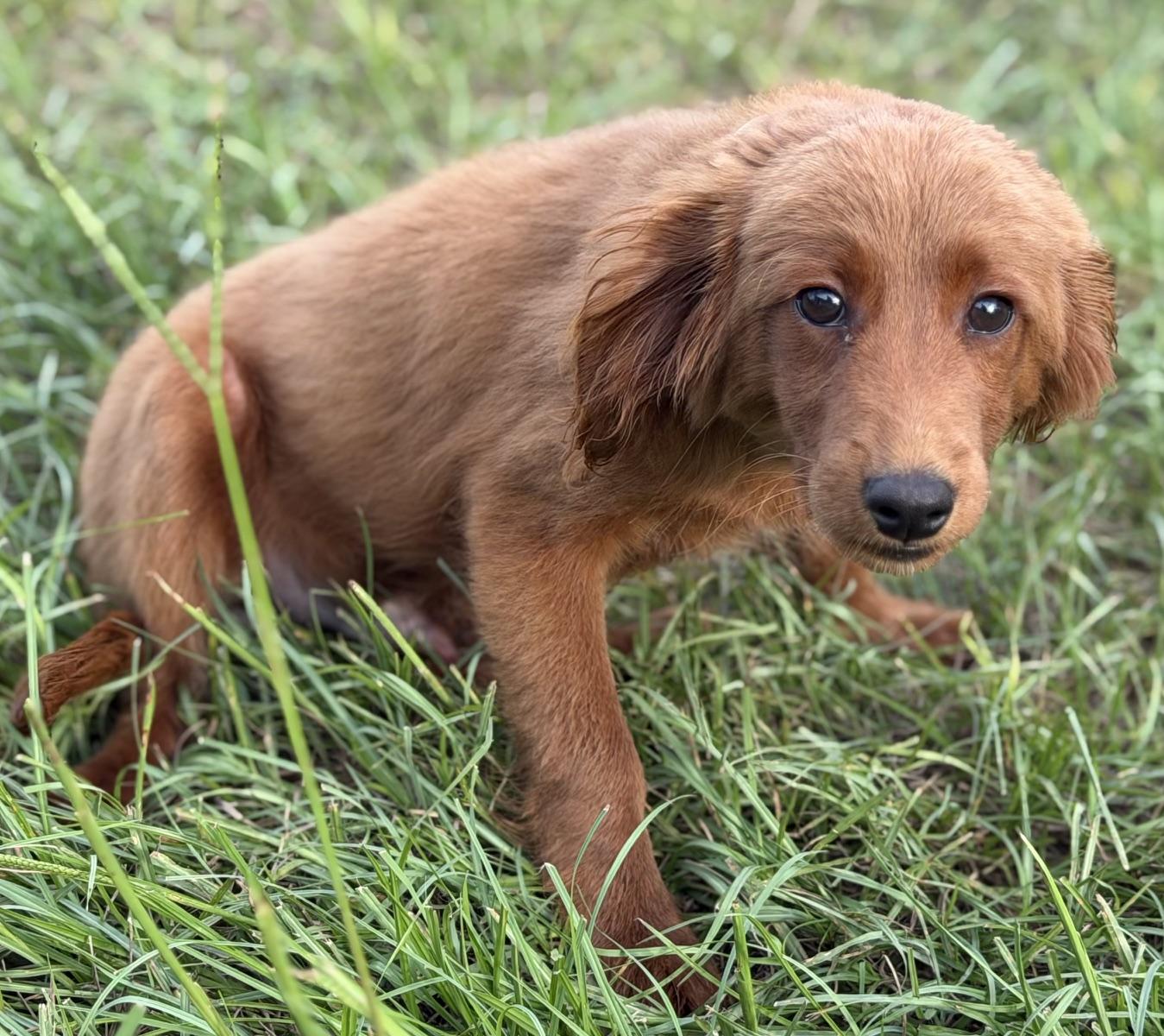 Nathan, a Adoptable Labradoodle in Orlando, FL image 2/2