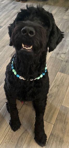 Zaxby, an adopted Giant Schnauzer in Pensacola, FL image 2/4