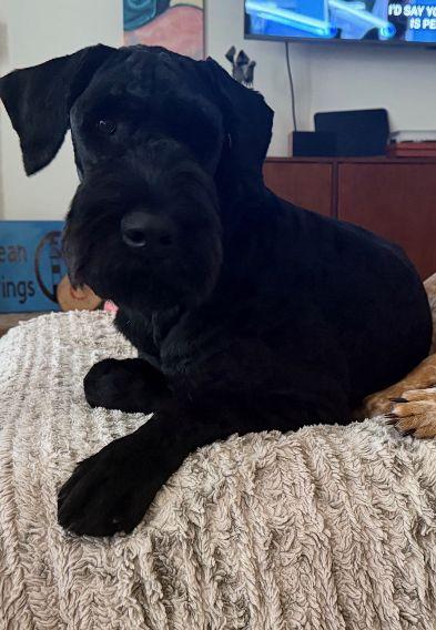 Zaxby, an adopted Giant Schnauzer in Pensacola, FL image 3/4