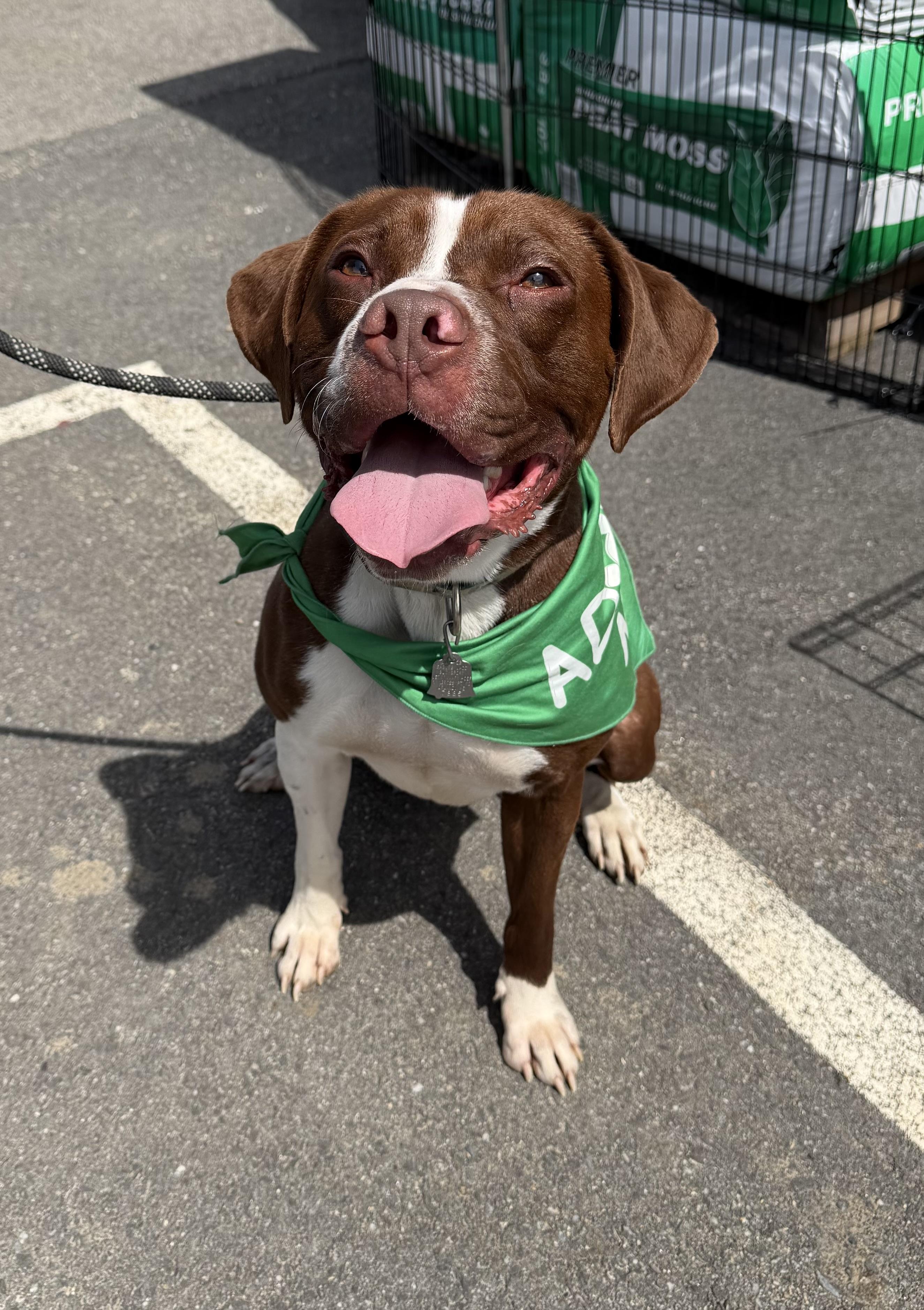Jedi, Adoptable, Adult Male Boxer.