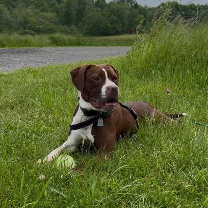 Jedi, a Adoptable mixed breed in Brooks, ME image 4/4